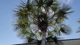 An Unusual Palm For An Unusual Planting Copernicia alba The Caranday Wax Palm [upl. by Alurta]