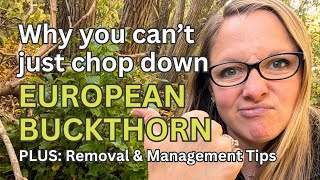 Removing Invasive Buckthorn  What not to do and how to keep it from coming back [upl. by Nasho]