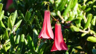 Copihue Lapageria rosea [upl. by Noirred948]