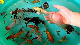 Tiger Barb Goldfish Ranchu Molly Balloon Angelfish Koi Carp Parrot Fish SOO Cute Pets Animals Videos [upl. by Shepherd194]