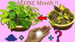 How to grow and care Money Plant  Complete SECRET Guide [upl. by Iturhs]