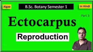 Ectocarpus reproduction [upl. by Amund]