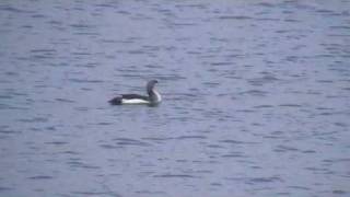 Plongeon arctique  Gavia arctica Lac du Der France [upl. by Llemmart445]