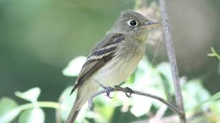 Pacific Slope Flycatcher Song Video Bird Songs Western North AmericaNature Sounds for Sleep Peace [upl. by Greenebaum]