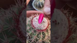 Fruit from a Cactus carlacatalin [upl. by Ahseya]