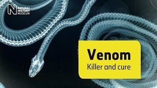 In pursuit of a universal antivenom for snake bites  Natural History Museum [upl. by Tiena]