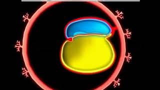 Development of GIT  Animation video  Embryology  Foregut  Midgut  Hindgut  Quick Revision [upl. by Deedahs437]