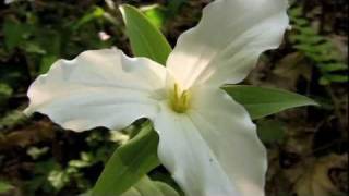 Spring Wildflower Pilgrimage Great Smoky Mountains [upl. by Llerad]