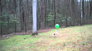 Amazing BallBopping Whippet  15 Bops for Radish [upl. by Delos]