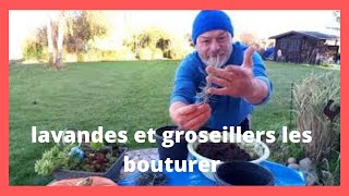 comment bouturer les groseillers les grenadierset les lavandes [upl. by Rosco]