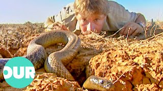 The Ten Deadliest Snakes In the World With Steve Irwin  Our World [upl. by Comstock929]