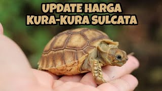 UPDATE HARGA KURAKURA SULCATA TERBARU DI TAHUN 2021 [upl. by Acitel]