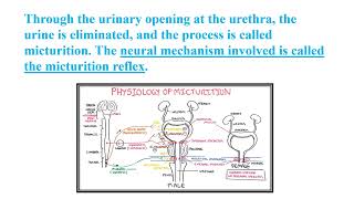 Micturition The Process of Urination Video No 564 [upl. by Royd293]