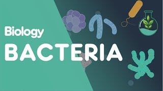 Structure of Bacteria  Cells  Biology  FuseSchool [upl. by Lennox]