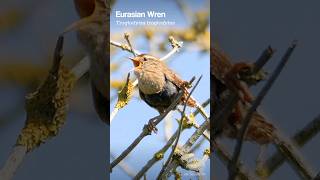 Eurasian Wren singing sweetly  UK Bird Sounds shorts [upl. by Gonroff404]