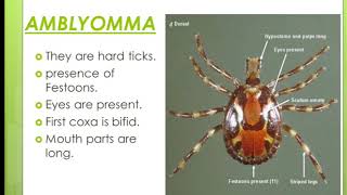 AMBLYOMMA TICK [upl. by Buyse]