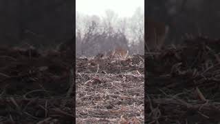 An Average Muzzleloader Deer Hunt [upl. by Nillad]