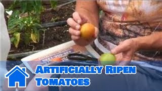 Tomato Gardening  How to Artificially Ripen Tomatoes [upl. by Esylla]