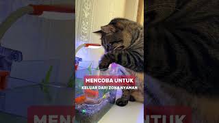 Awas koi cat shorts shortvideo [upl. by Stephanie]