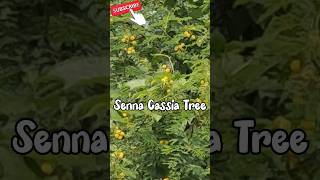 Flower acaciacassia senna plantcassia flowerRinkutimevlogviraltrandingshortsshort [upl. by Ytsanyd]