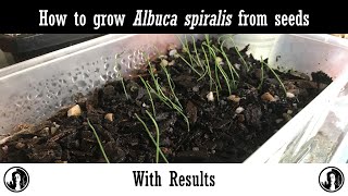 How to grow Albuca spiralis from seeds with results [upl. by Kelcie]