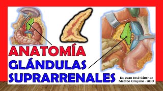 🥇 GLÁNDULAS SUPRARRENALES Anatomía ¡Fácil Explicación [upl. by Ahsikan132]