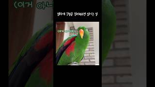 지구 앵무새 깃털을 정리해주면 생기는 일  겨드랑이 자동반사  talking eclectus parrot [upl. by Eivets]