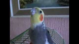 cockatiel singing  nimfa peva [upl. by Potter]