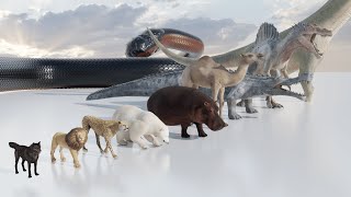 Animal Size Comparison  3D Animation  Real Scale Perspective [upl. by Pattin471]