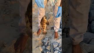 Handline Fishing Catching Grouper Fish Fishers King YouTube Channel [upl. by Ahsieni]