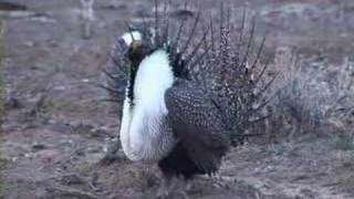 Greater sagegrouse strut display [upl. by Turley]