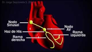 Electrocardiografía Básica Parte 34 [upl. by Dahlia]