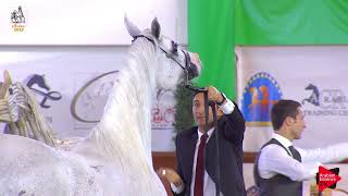 Italian Nationals 2019  Senior Mares Championship [upl. by Nell]