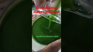 Harvesting Scenedesmus culture biomass microalgae biomass harvest green algae [upl. by Enrika]