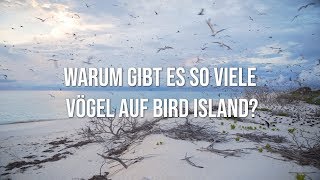 Bird Island Seychellen Warum gibt es hier so viele Vögel [upl. by Acissaj452]