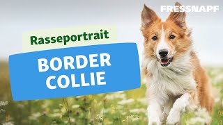 Rasseportrait Border Collie [upl. by Trofmoc]