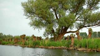 Biesbosch Videoclip Camuse [upl. by Enneyehc887]