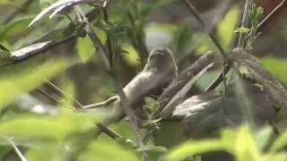 Rubycrowned Kinglet [upl. by Olli]