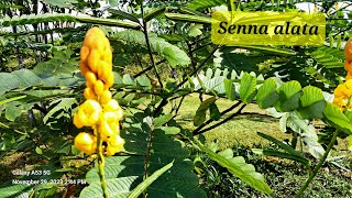 Yellow beauty  Senna alata in its vibrant colors [upl. by Ardnod251]