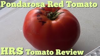 ⟹ Ponderosa Red Tomato  Solanum lycopersicum  tomato review 2018 [upl. by Suirauqram]