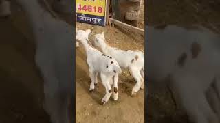 Bakri ke bacche ki deworming Aasimgoatfarm ￼shortvideo ￼ bakripaln [upl. by Nnaeus]