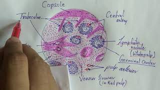 Histology of spleen [upl. by Ardet]