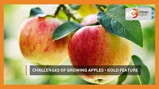 Kenyas Gold  Challenges of growing apples  Gold feature [upl. by Denie133]