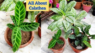 Best plant for balcony garden Calathea Zebrina care सालभर चलने वाला परमानेंट पौधा Common houseplant [upl. by Ronoel591]