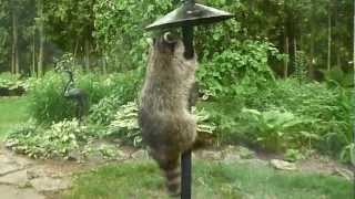 Raccoon on the bird feeder [upl. by Ahset]