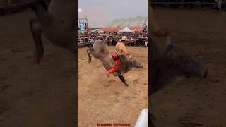 JARIPEO EXTREMO MONTA DRAMÁTICA PARA CHAPARRO DE NAYARIT😱😱🔥 jaripeo shorts [upl. by Yxel]