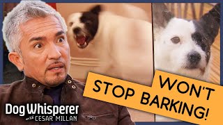 Pup Whos Been Barking for 6 Years  Full Episode  S9 Ep3  Dog Whisperer With Cesar Millan [upl. by Utimer]