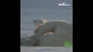 D’adorables bébés ours polaires s’amusent avec leur maman dans la neige CCTV Français [upl. by Annahvas]