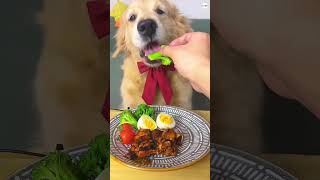 Dog eating asmr golden retriever eating beef dogeating dogs asmrdog puppy [upl. by Edivad]