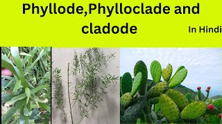 PhyllocladecladodephyllodeDifference among Phyllocladecladodephyllode [upl. by Panaggio555]